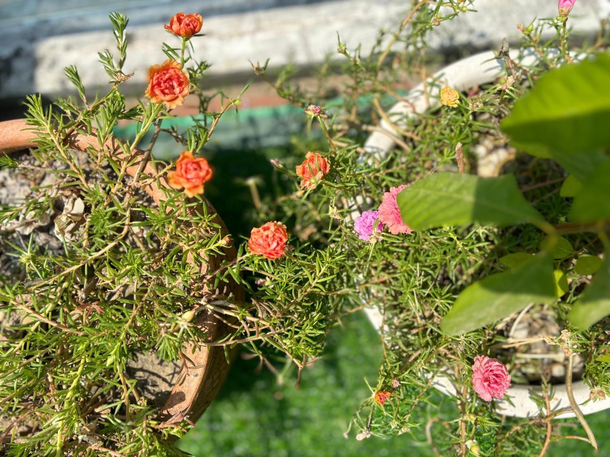 Good Morning Hoi An Homestay And Hostel Exterior photo